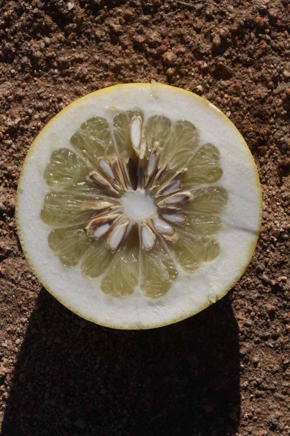            Fruit cross-section (Riverside, CA)   